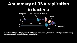 DNA replication in bacteria [upl. by Nnalorac]