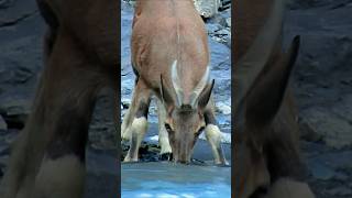 Little ibex comes from high mountains to drink water ibexgoat animals shorts [upl. by Oivalf]