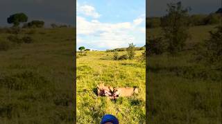 Lion After Hunting animals wildlife shortsfeed viralvideo [upl. by Adnamahs]