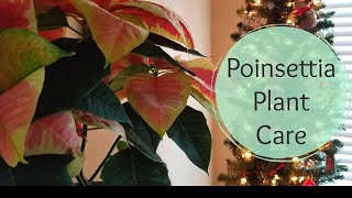 How to care for your Poinsettia [upl. by Jori]