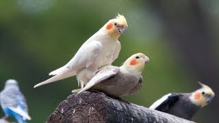 Mini Documentary  COCKATIELS [upl. by Sclar185]