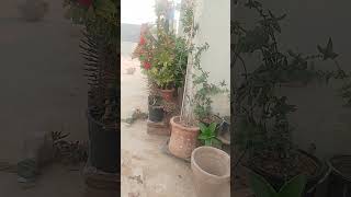 mashallah plant please subscribe my YouTub channel 🙏🙏🙏 [upl. by Latrina]