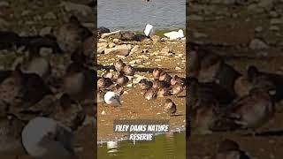 Filey Dams Nature Reserve yorkshirewildlifetrust [upl. by Ithsav]