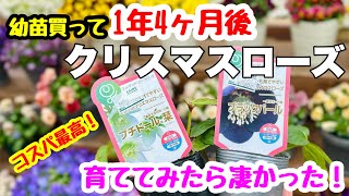 ◆【コスパ最強！】ミヨシのクリスマスローズ🌱幼苗から育てたら1年でデカい！ [upl. by Aniluap]