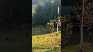 Pheasants playing and flying in my yard pheasant pheasants peacock birds nature wildlife [upl. by Kemme]