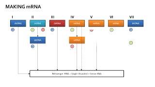 Baltimore Classification [upl. by Glennon972]