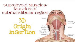 Suprahyoid Muscles All four layers  Origin insertion [upl. by Eisenstark]