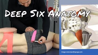 Anatomy amp Palpation of Deep Six Muscles  Ask Dr Abelson [upl. by Etnovaj]