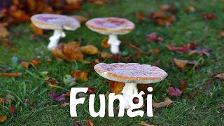 How To Pronounce Fungi [upl. by Snoddy]