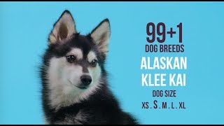 Alaskan Klee Kai  991 Dog Breeds [upl. by Afatsom]