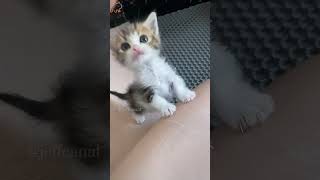 LMAO 🤣 shortvideo funny funnypetschannel catvideos cat petschannel yourcat [upl. by Ellednahc]