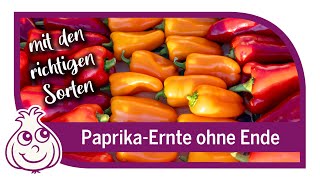 So geht PaprikaAnbau – Paprika Wahnsinn im Oktober [upl. by Seline]