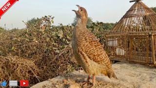 Tetar ki awaz  teetar sound  tittar in punjab  grey francolin  teetar pk [upl. by Anis]