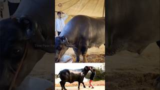 😳எருமையின் விலை ரூ 23 கோடி😱😱 1500 kg buffalo😳 Time Pass Panda YT buffalo record shocking [upl. by Enattirb]