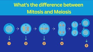 Types of Cell Division  Mitosis Vs Meiosis  Differences [upl. by Market]