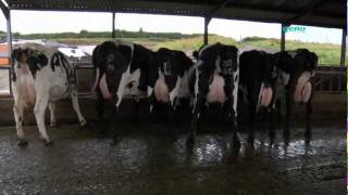 Norwegian Red crossbred dairy cows in the UK [upl. by Aindrea]