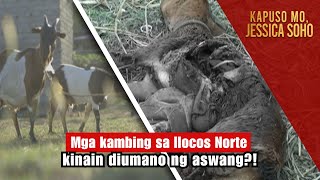 Mga kambing sa Ilocos Norte kinain diumano ng aswang  Kapuso Mo Jessica Soho [upl. by Elletnahs]