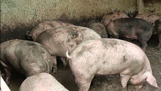 balmiki pig farmers suar kaise palte hain  domestic pig farm  daksh kagra [upl. by Kcirddes]