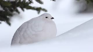 Chris talks Whitetailed Ptarmigan [upl. by Vizzone]