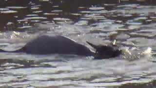 Crocodile Attack at the Mara River [upl. by Allerie]