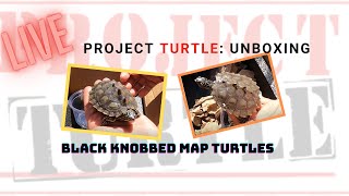 LIVE Turtle Unboxing Black Knobbed Map Turtles [upl. by Essined]