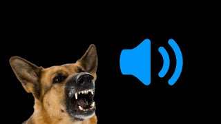 Dog Growling amp Barking Sounds HD  Snarling Dog Sound Effects  Free Sound FX [upl. by Akirehc]