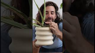 Multiply your houseplant collection gardeningtips houseplants plants [upl. by Ewold]