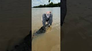 Is it STUBIDITY For Crocodile to Attack Gorilla beastshorts animaldocumentary gorilla [upl. by Sparke125]