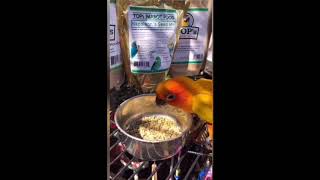 Cheeto the Sun Conure Parrot Loves TOPs Parrot Food [upl. by Sueaddaht9]