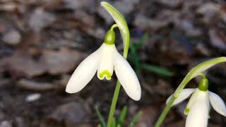 Das Kleine Schneeglöckchen Galanthus nivalis Schneeglöckchen [upl. by Hoy]