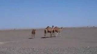 camels in iran [upl. by Oiredised]