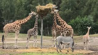 Safaripark Beekse Bergen Full Tour  Wandelsafari [upl. by Alahsal904]