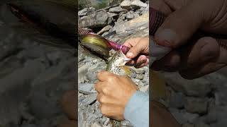 Trout fish hunting food youtubeshorts followme [upl. by Nador]