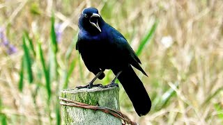 Boat Tailed Grackle Calling and Displaying [upl. by Vedis]