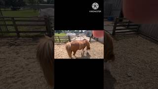 UK 🇬🇧 Cefn Mably farm park family time fun [upl. by Ramed]