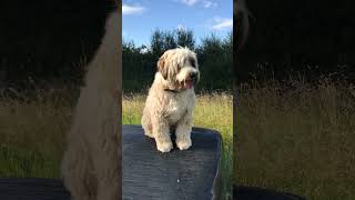 Barney dog leaps onto hay bale [upl. by Aziza]