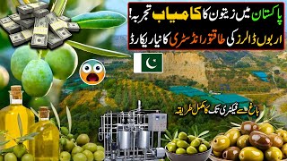 Billion of Dollars Industry of Pakistan  Big Olive oil Extraction in Pakistan   Olive oil Farming [upl. by Nuawaj20]