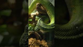 Emerald tree boa reptiles pets animals shortvideo boa reels shorts python [upl. by Yrogreg674]