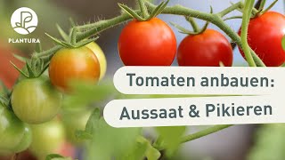 Tomaten anbauen Aussaat amp pikieren Anleitung [upl. by Valdemar773]