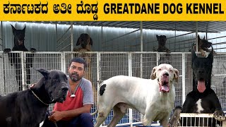 ಕರ್ನಾಟಕದ ಅತಿ ದೊಡ್ಡ GREATDANE DOGS KENNEL…60 greatdane dogs in this kennel [upl. by Neetsuj]