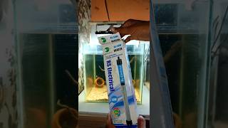 🥶Winter season is very bad for all my pets and fishes😱🥶 shorts fish aquariumheater fishtank pet [upl. by Marcille3]