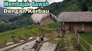 Membajak Sawah Dengan Kerbau [upl. by Assilen]