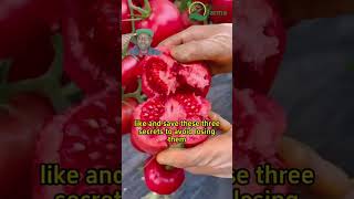 Tomato Management Secrets They Dont Want You to Know farming tomatoharvest gardeningtips [upl. by Enifesoj]