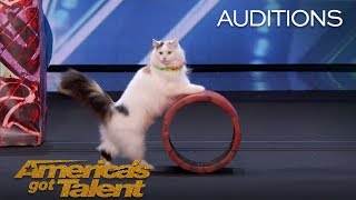 The Savitsky Cats Super Trained Cats Perform Exciting Routine  Americas Got Talent 2018 [upl. by Noek]