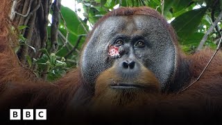 Orangutan seen “selfmedicating” in world first  BBC Global [upl. by Aneehsram132]