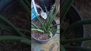 SNAKE STICK PLANT GROWING 🪴 snakestickplant snakeplants CYLINDRICAL SNAKE PLANT 🪴garden [upl. by Luanne]