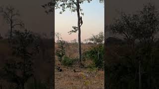 Leopard Climbs a Towering Tree [upl. by Ermine876]