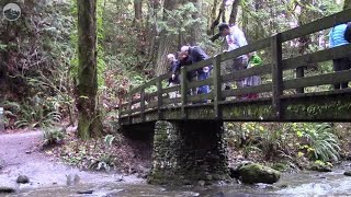 Heres where you can watch salmon returning to spawn in Bellingham [upl. by Neumeyer607]