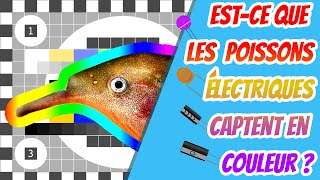 Est ce que les poissons électriques captent en couleur  Cuicui Express 21 ENG SUBS [upl. by Tyler]