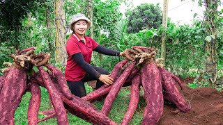 Super large cassava harvest How to make cassava starch at home Lucia daily life [upl. by Cynera]